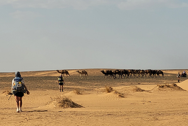 Camels in the desert